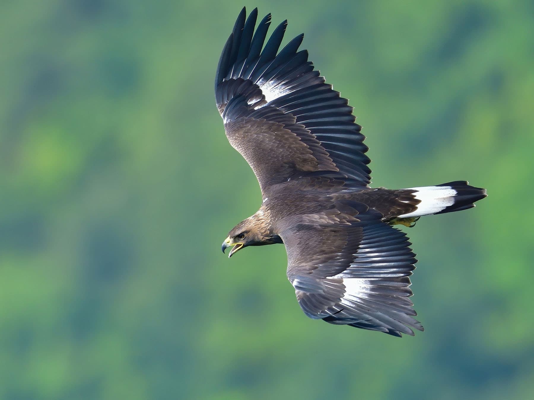 Juvenile Golden Eagle in flight