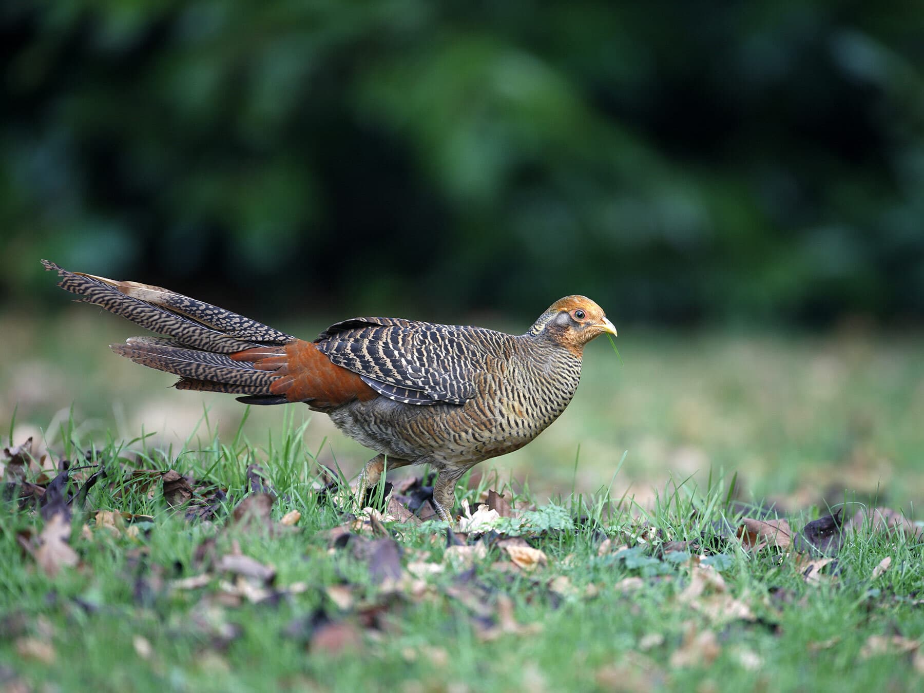 Juvenile Golden Pheasant