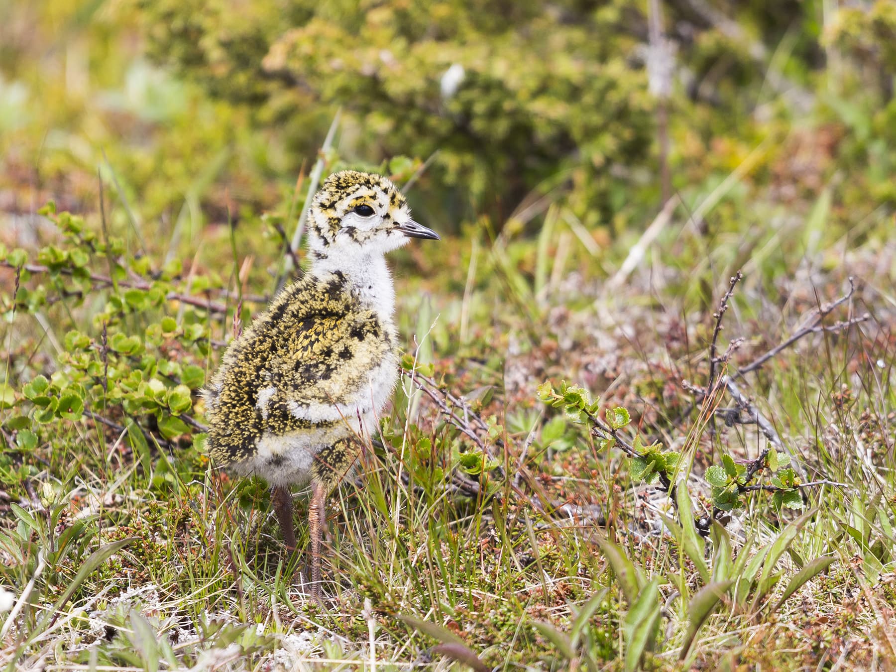 Juvenile Golden Plover