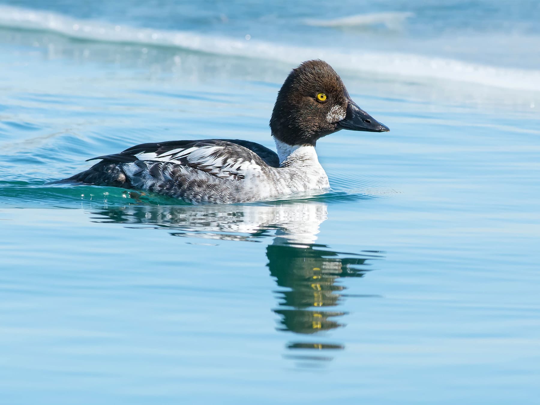 Juvenile Goldeneye