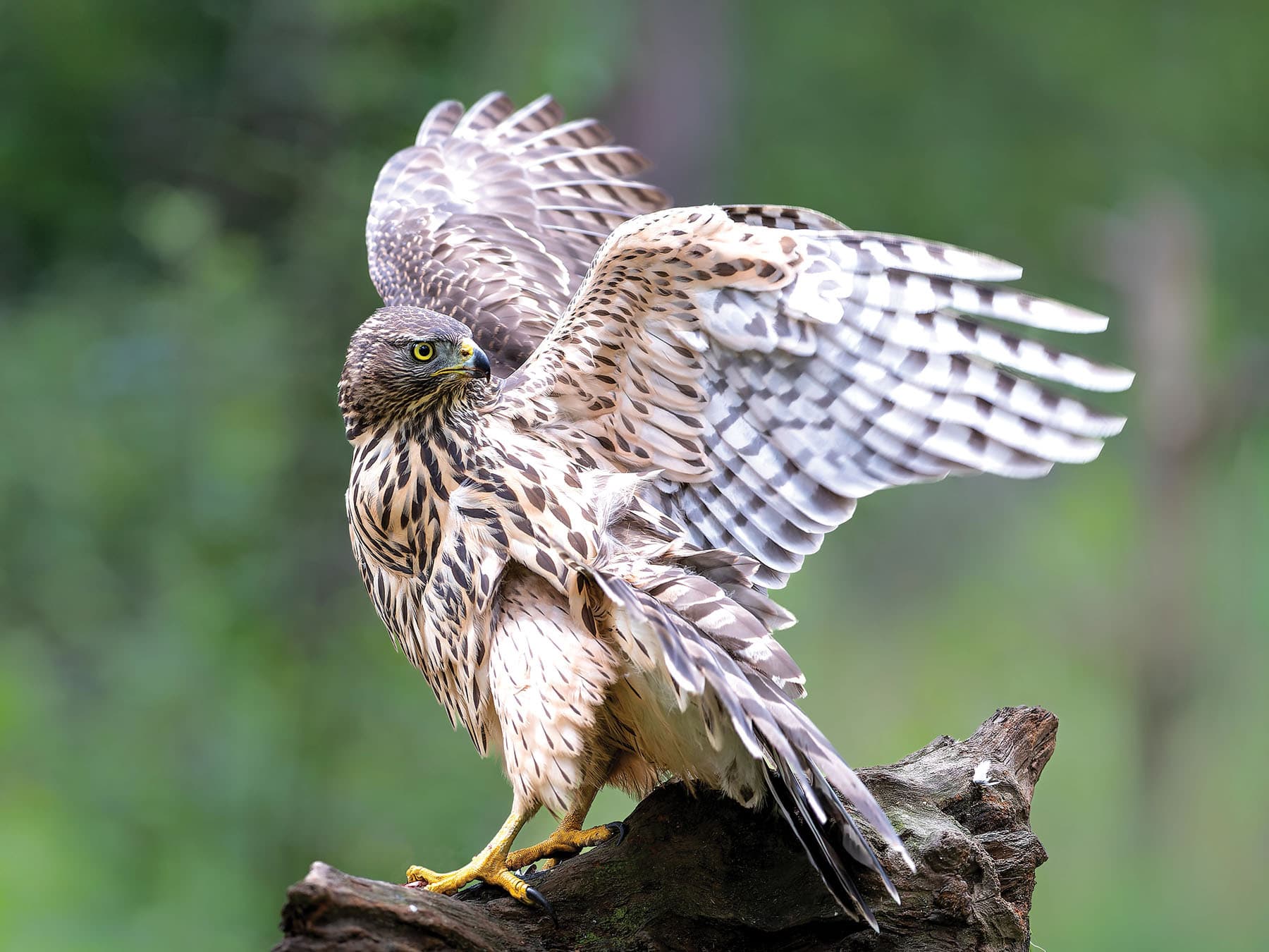 Juvenile Goshawk