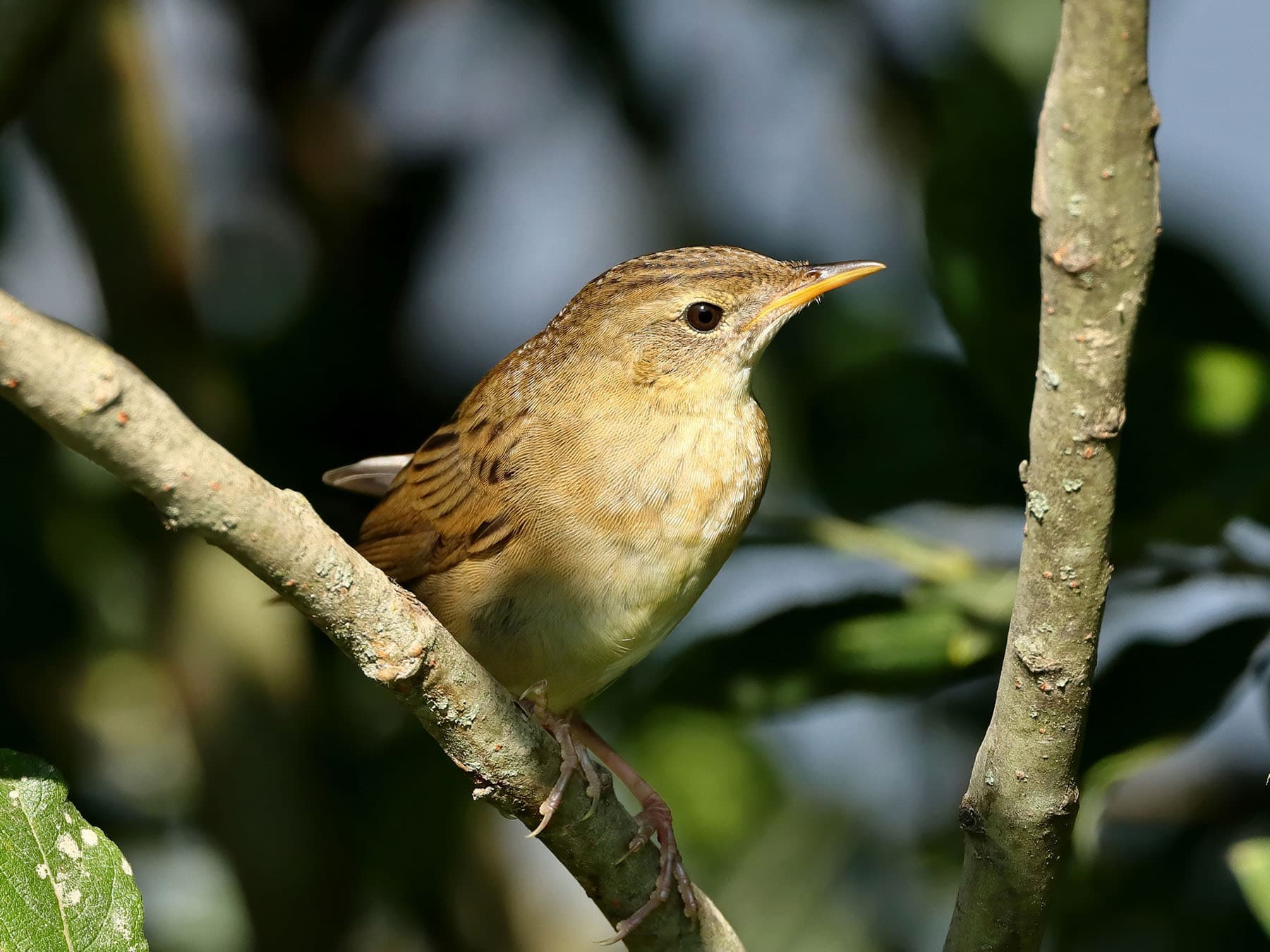 Close up of a young (juvenile) Grasshopper Warbler, after recently fledgling the nest