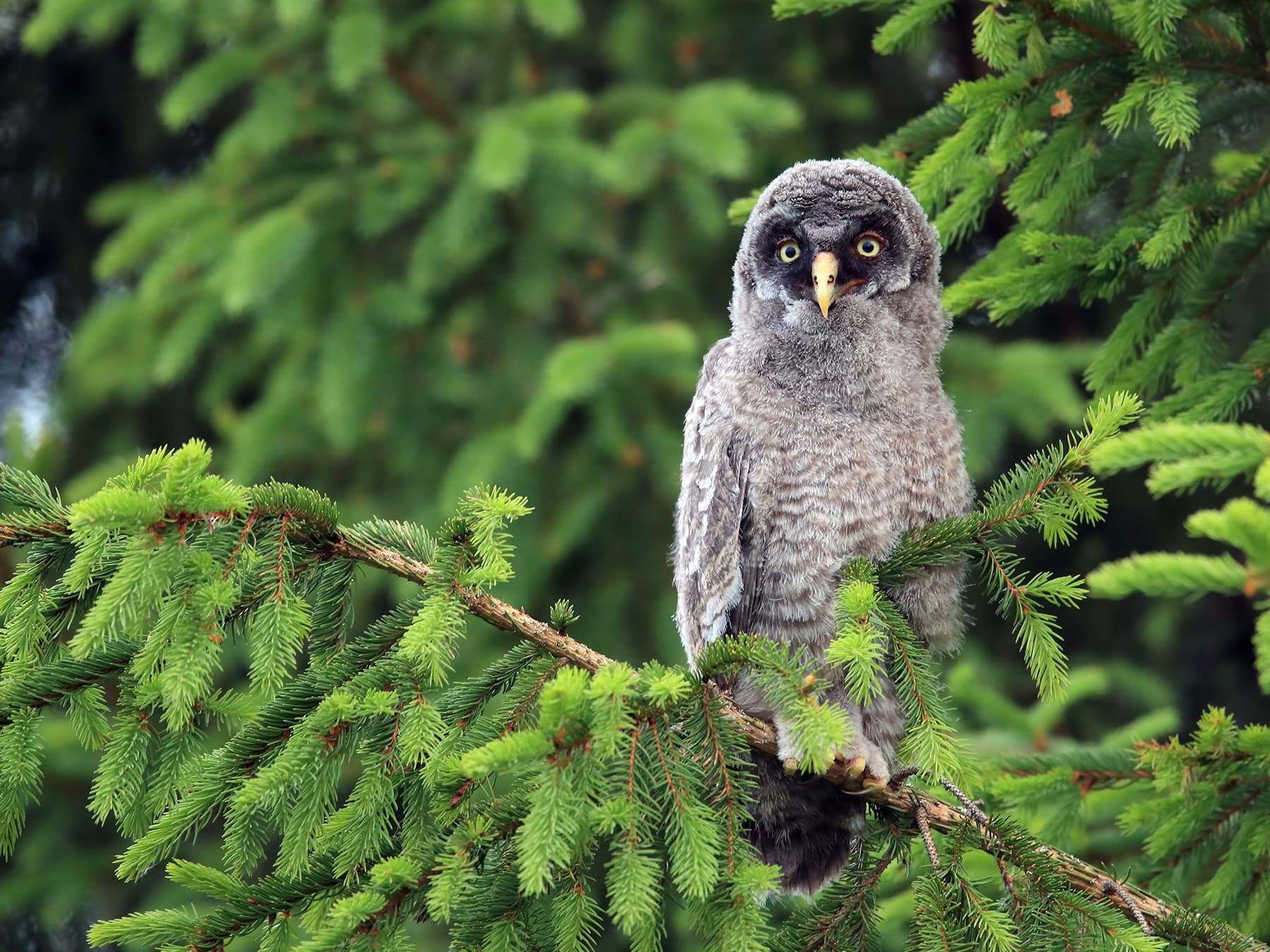 Juvenile Great Grey Owl