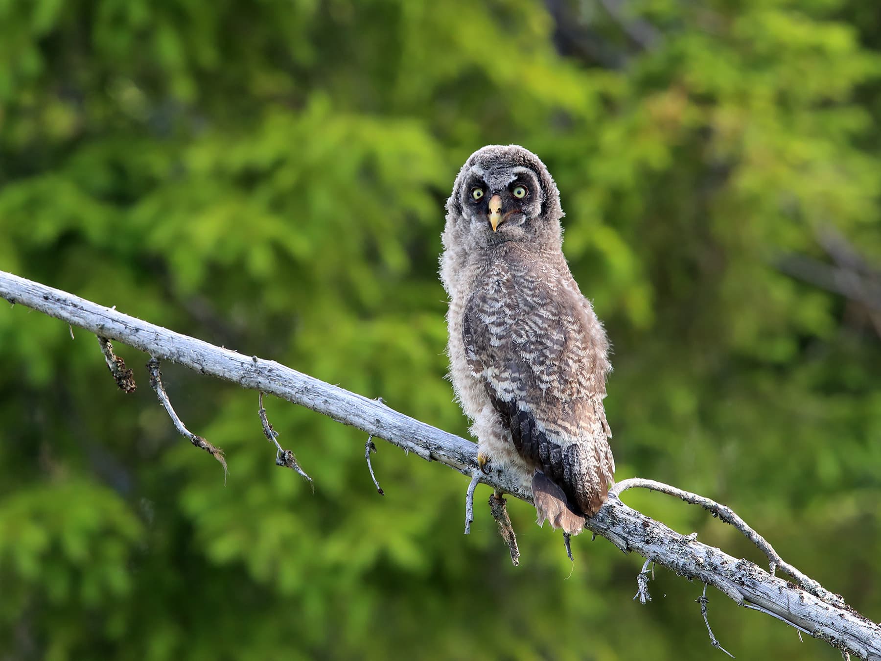 Juvenile Great Grey Owl