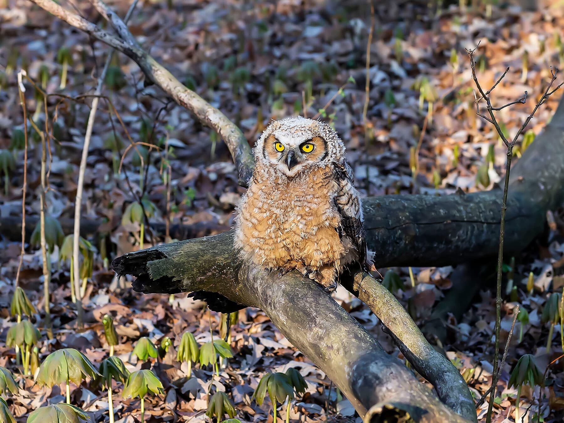 Juvenile great horned owl