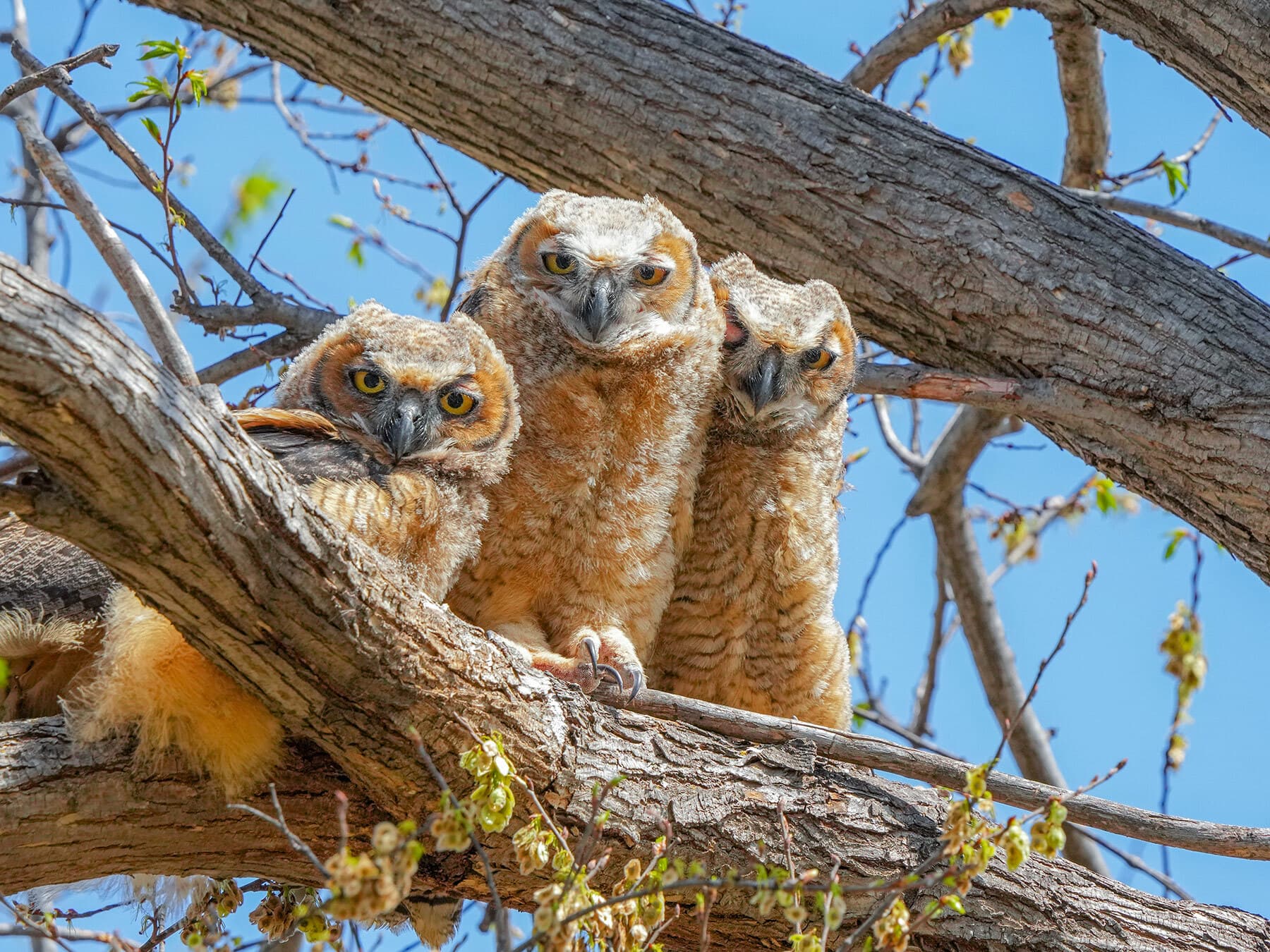 Juvenile great horned owlets