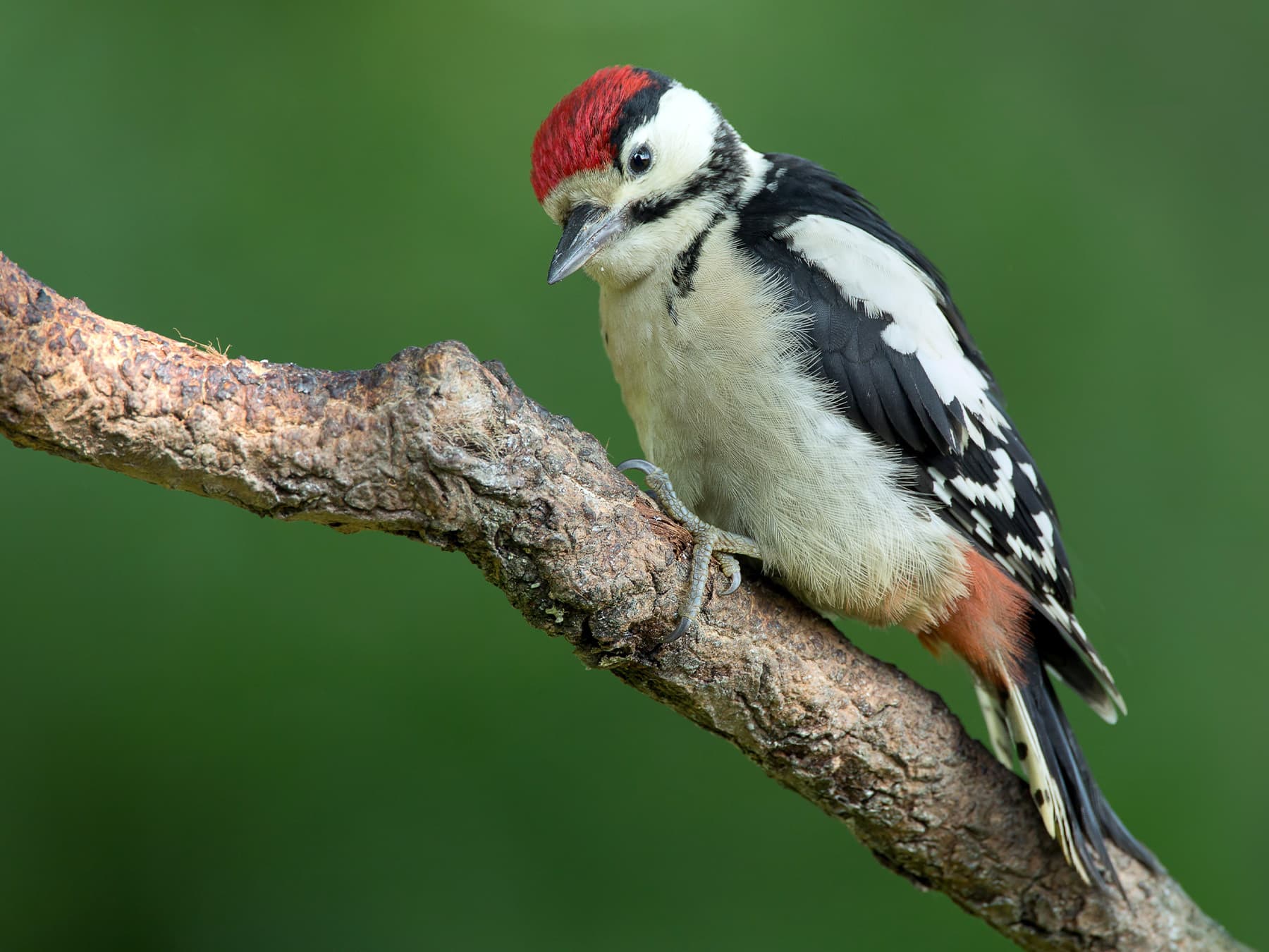 Juvenile Great Spotted Woodpecker
