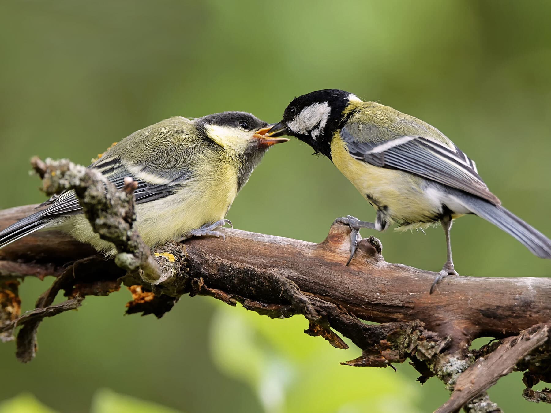 Juvenile great tit