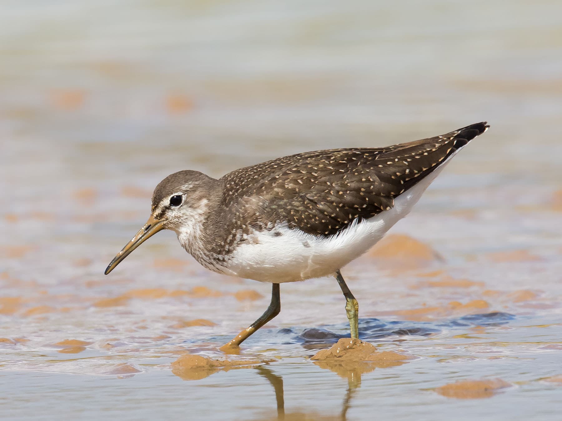 Close up of a juvenile Green Sandpiper