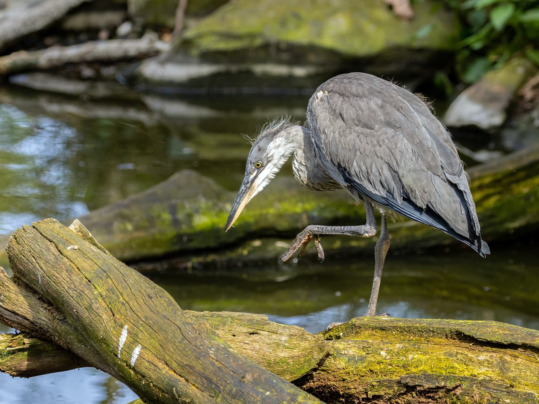 Juvenile Grey Heron