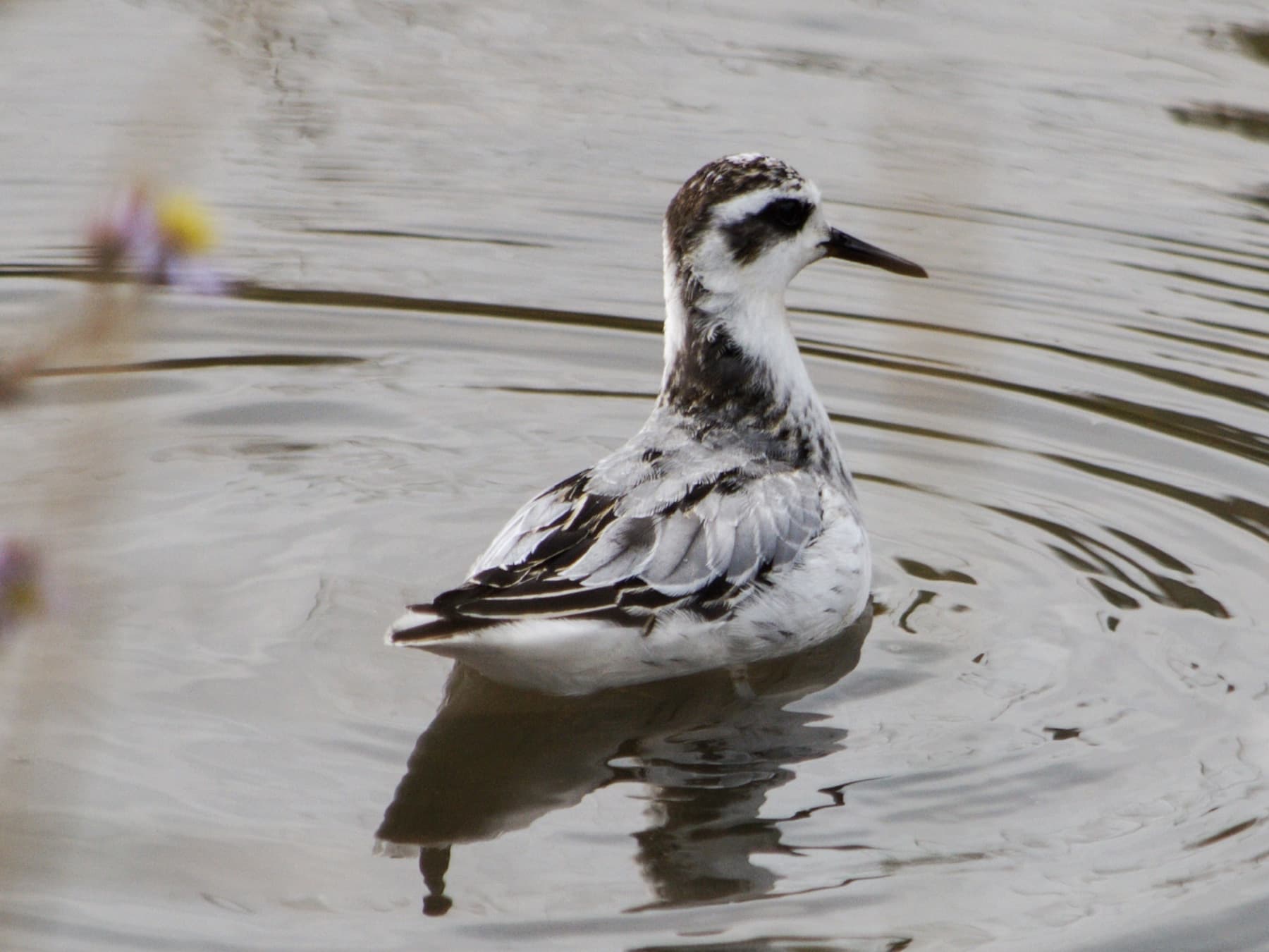 Juvenile Grey Phalarope