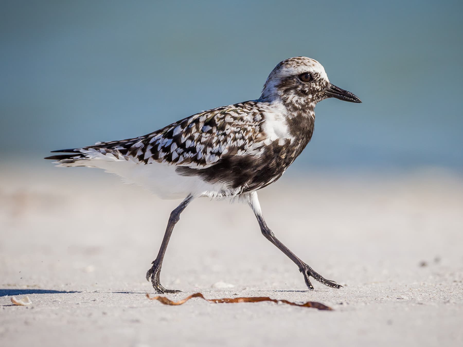Juvenile Grey Plover
