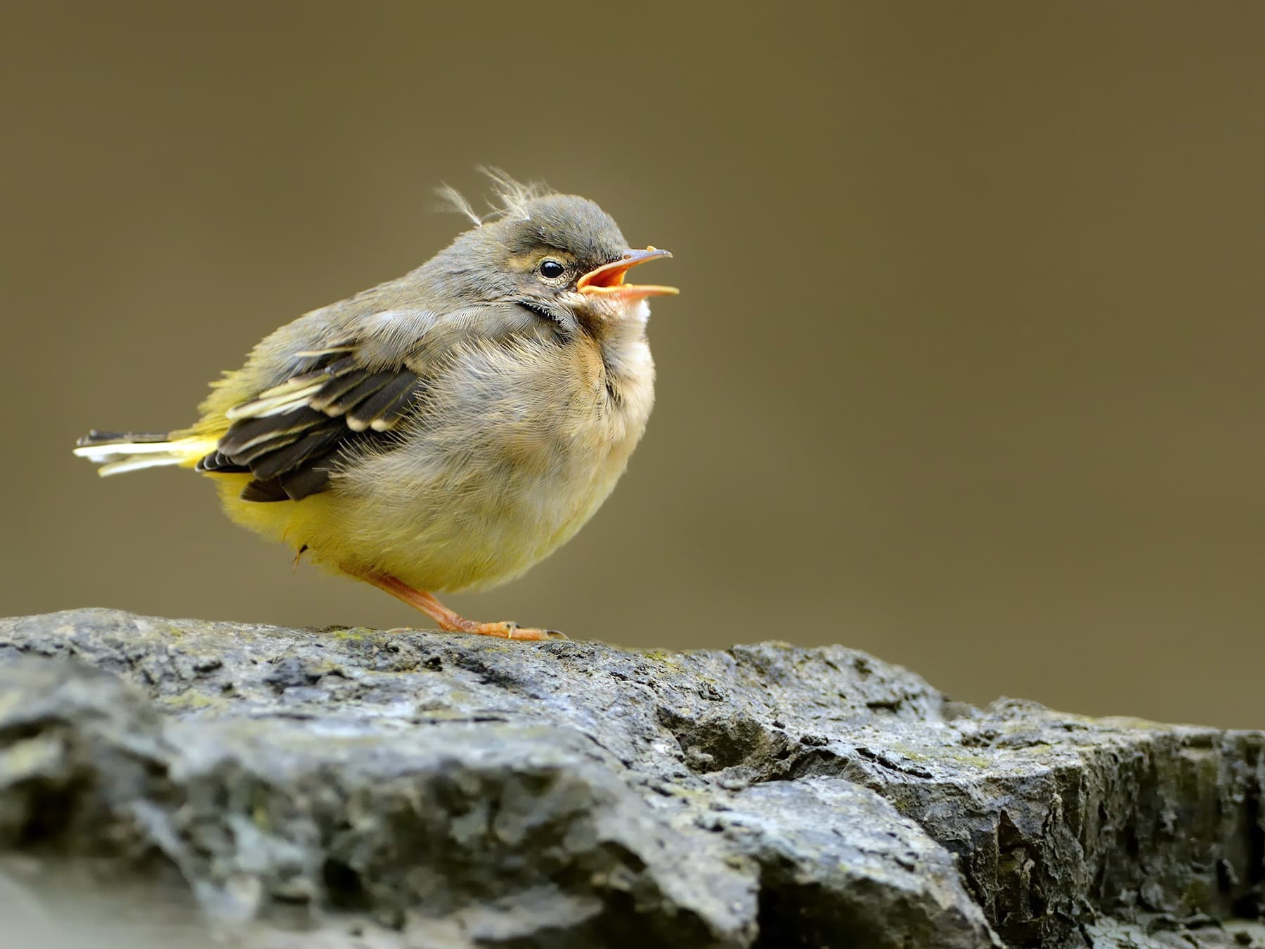 Juvenile Grey Wagtail
