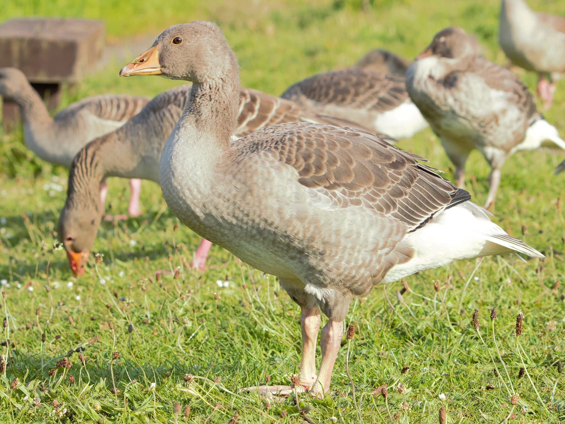 Close up of a juvenile Greylag Goose