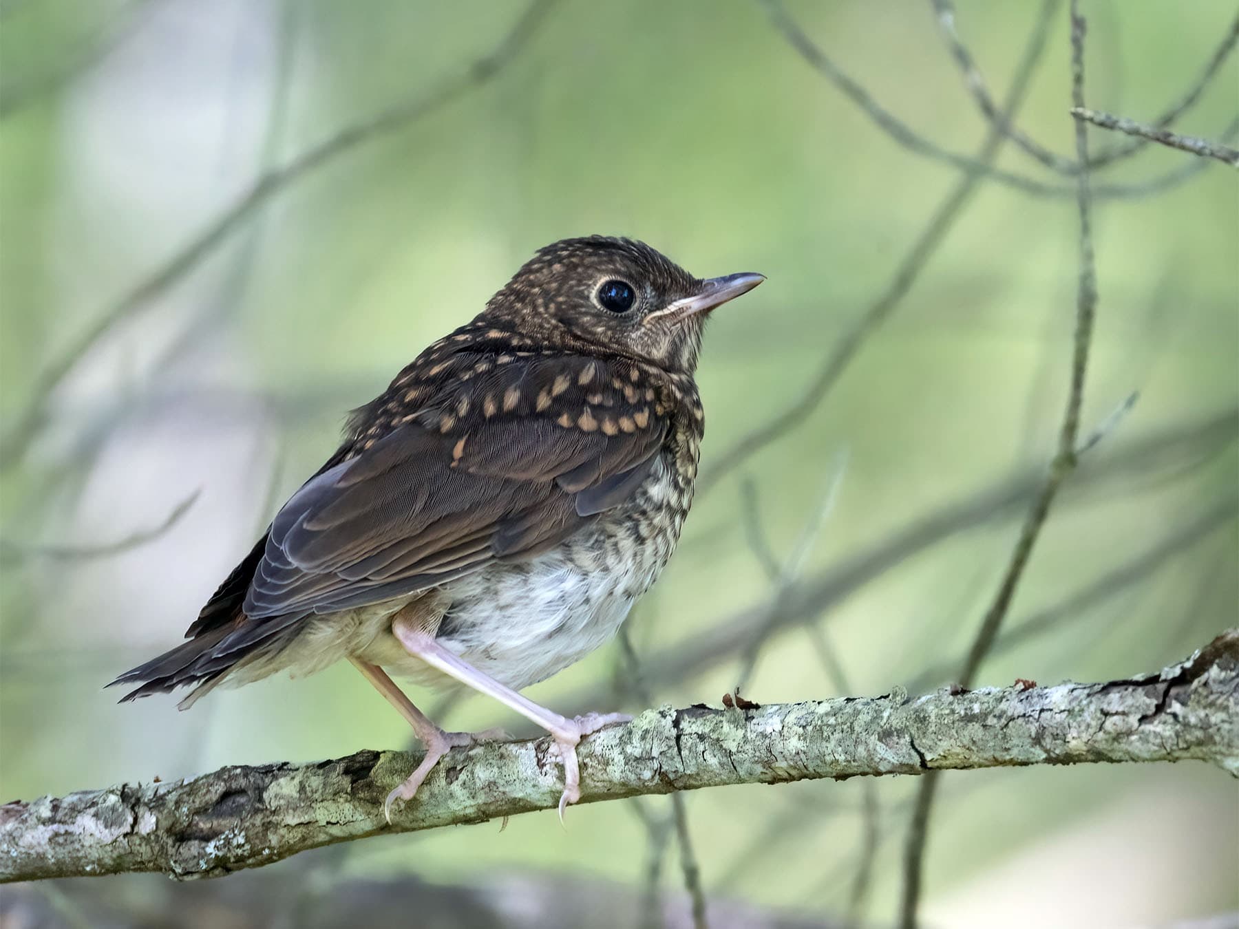 Juvenile Hermit Thrush