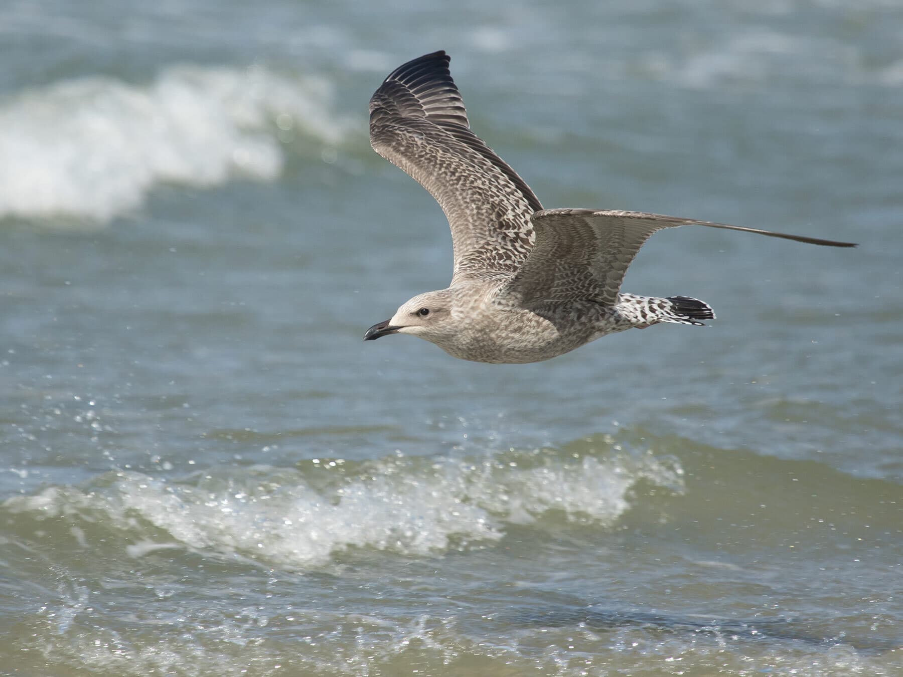 Juvenile herring gull flight