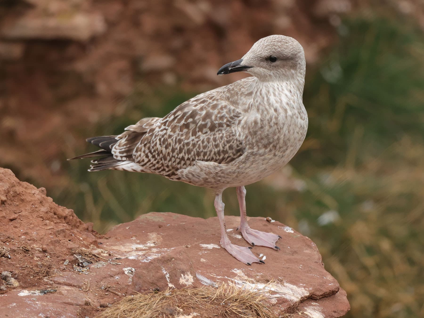 Juvenile Herring Gull