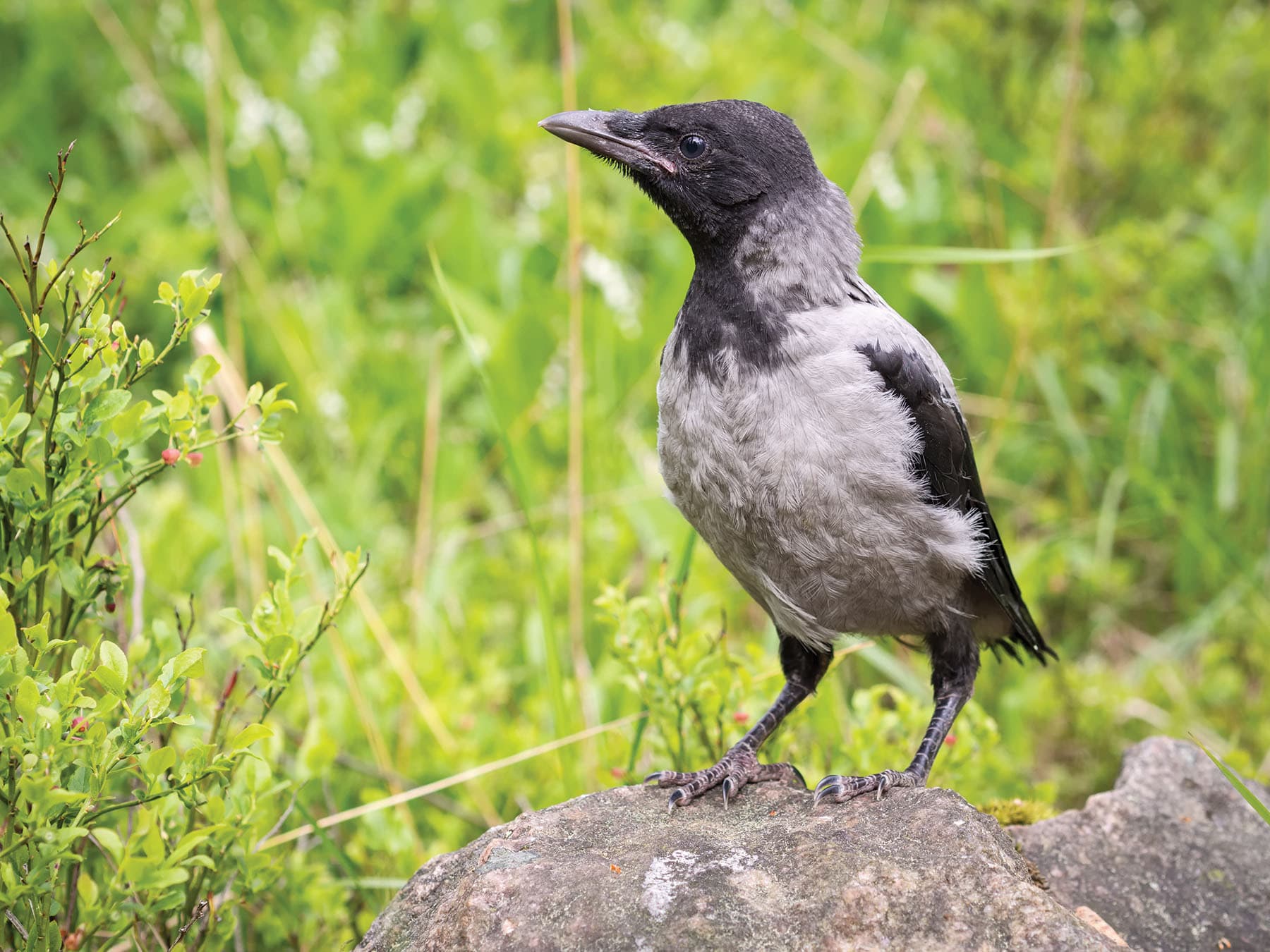 Juvenile Hooded Crow perched on a rock