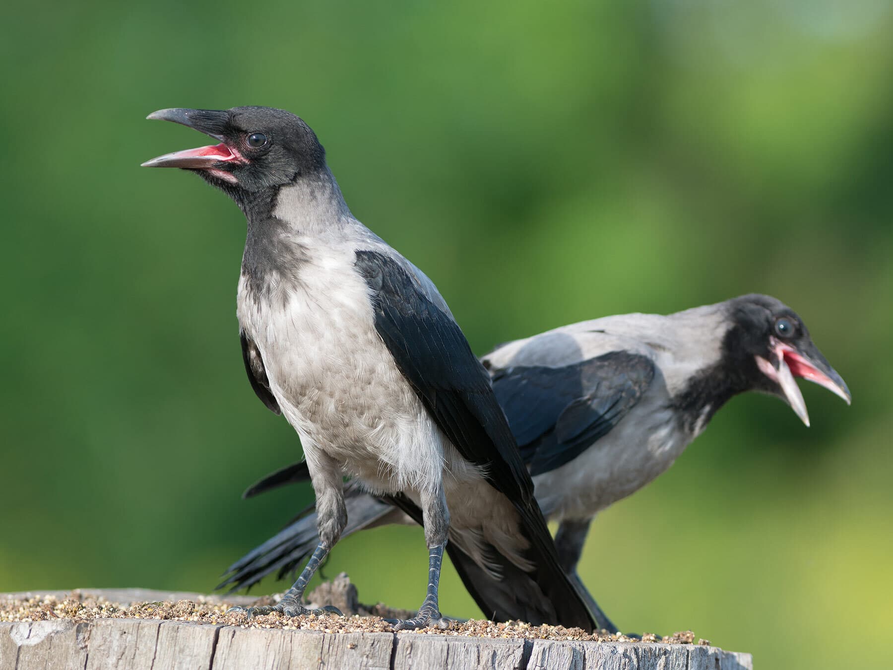 Juvenile hooded crows