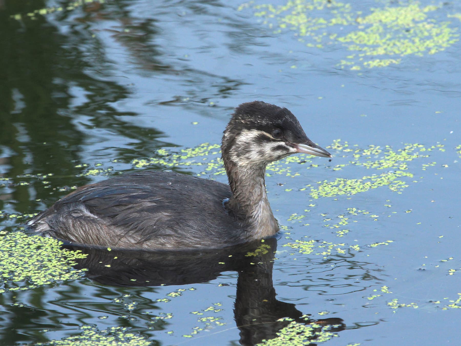 Juvenile Horned Grebe
