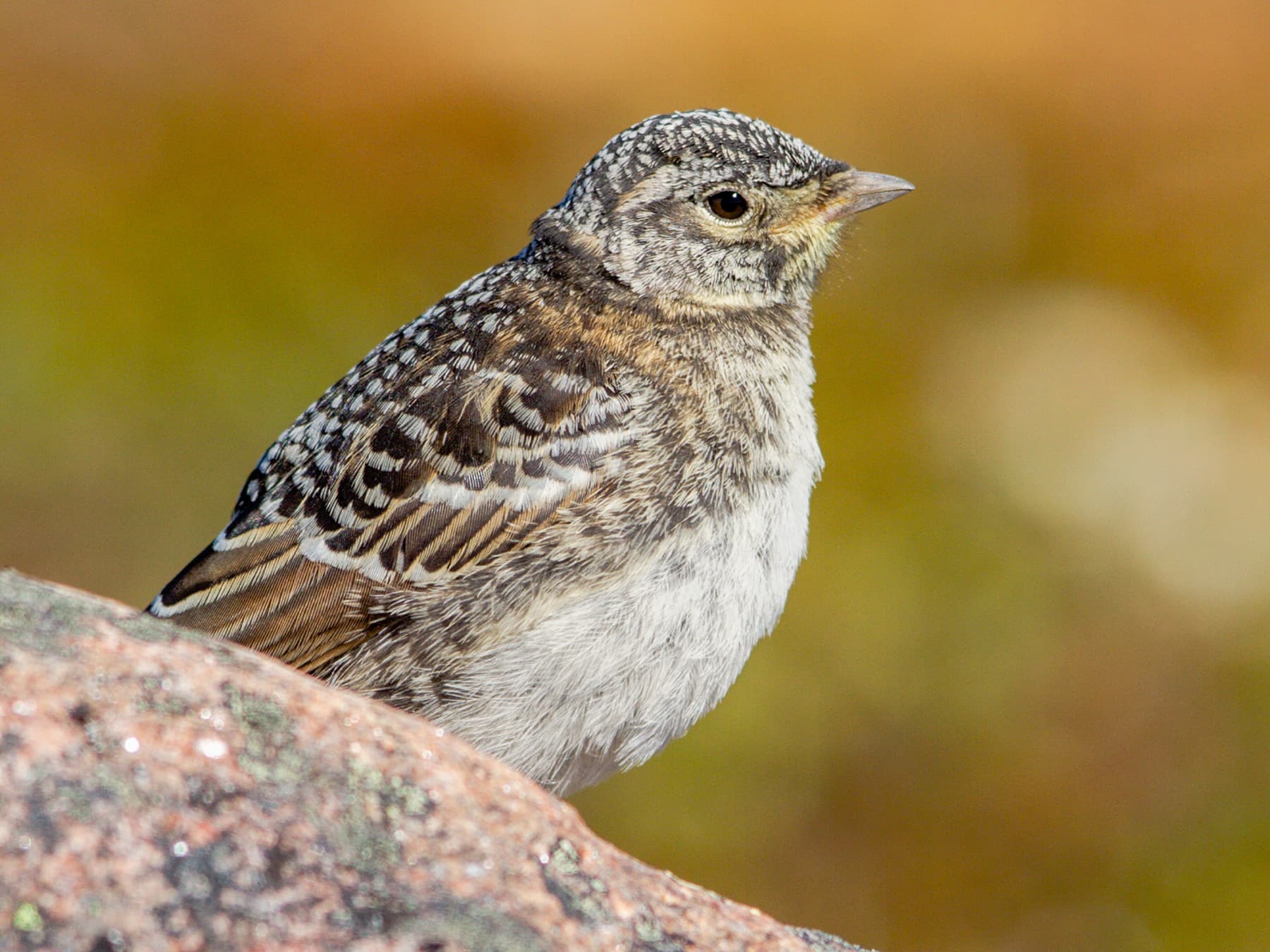 Juvenile Horned Lark