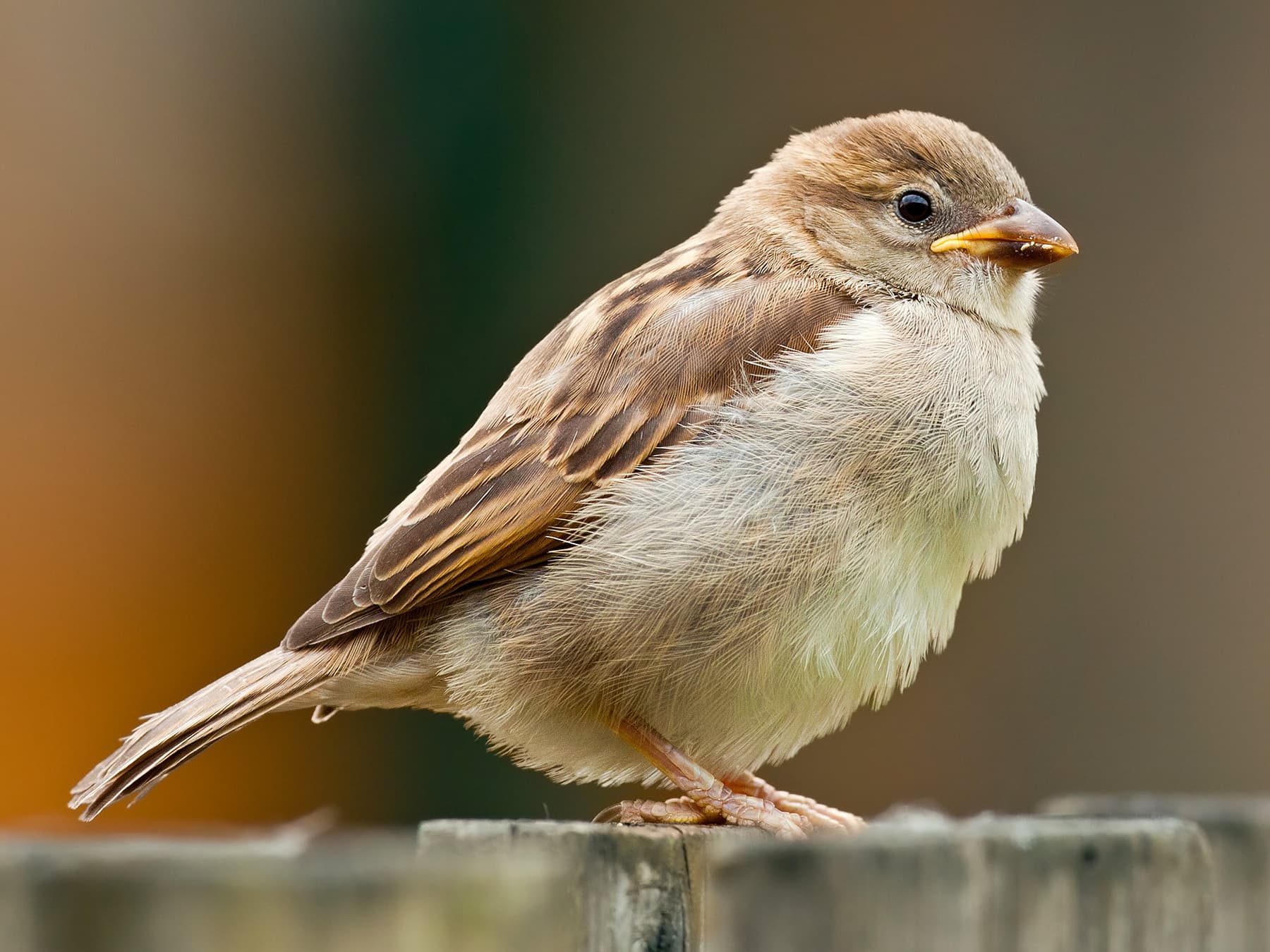 Juvenile House Sparrow