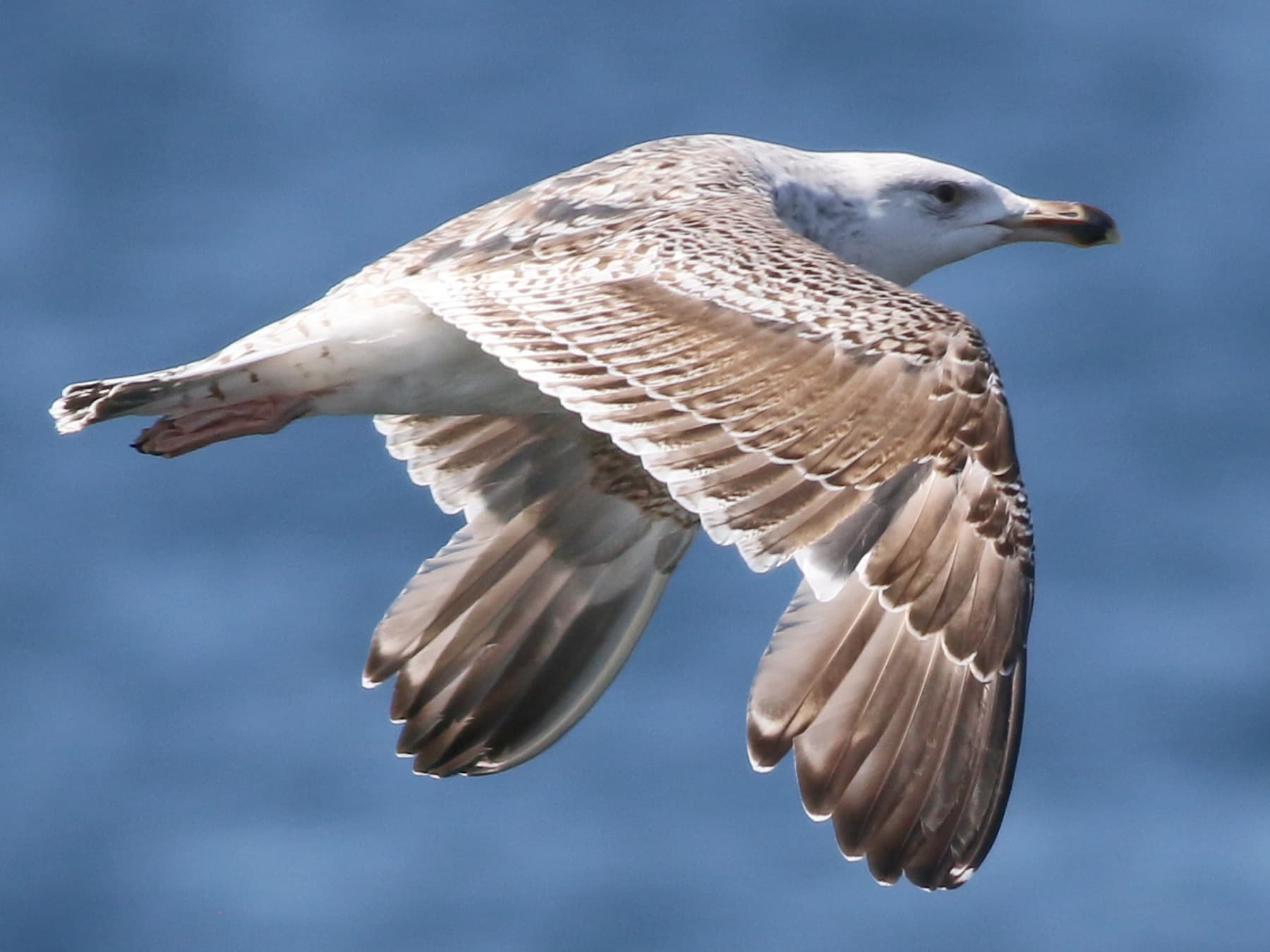 Juvenile Iceland Gull in-flight