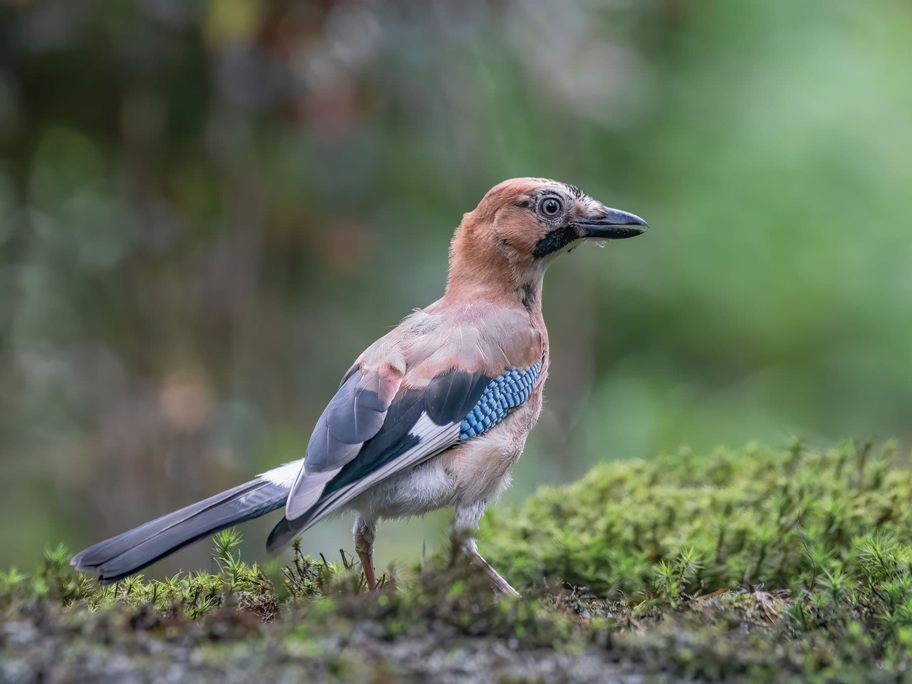 Young Juvenile Jay (Eurasian)