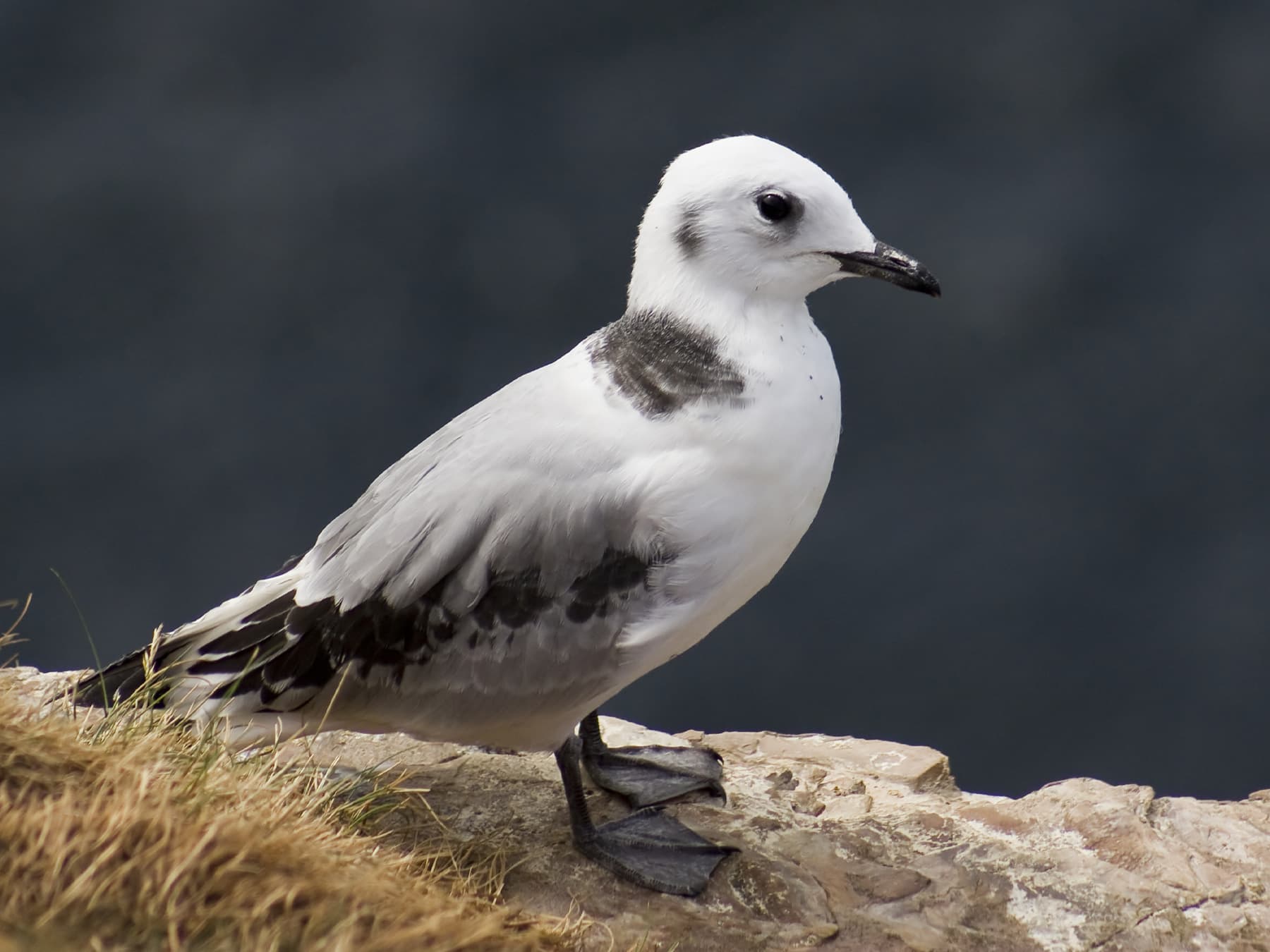 Juvenile Kittiwake
