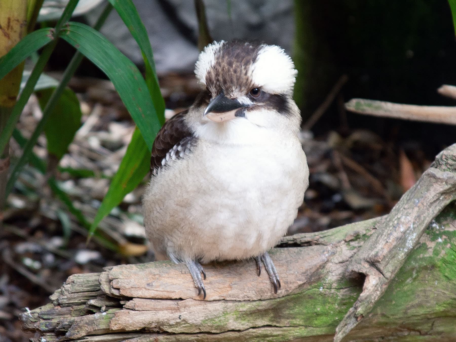 Juvenile Laughing Kookaburra