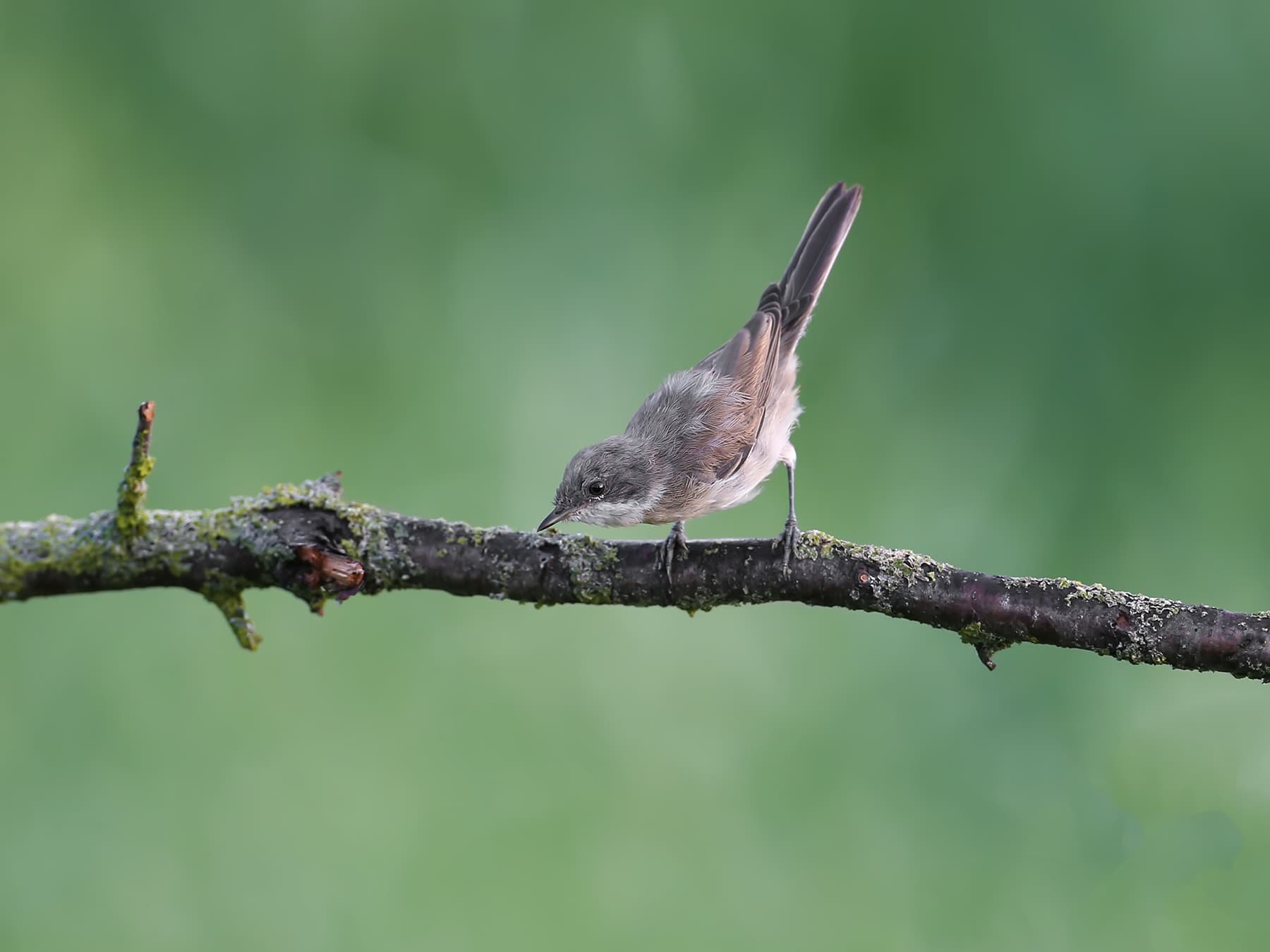 Juvenile Lesser Whitethroat