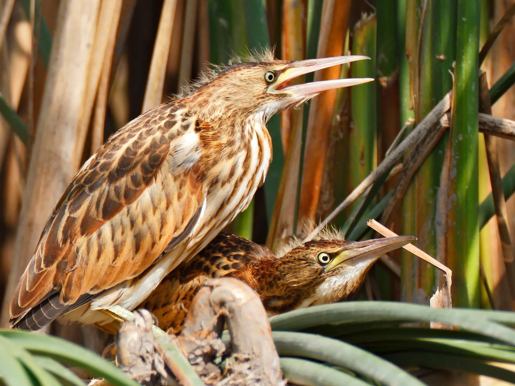 Pair of juvenile Little Bitterns