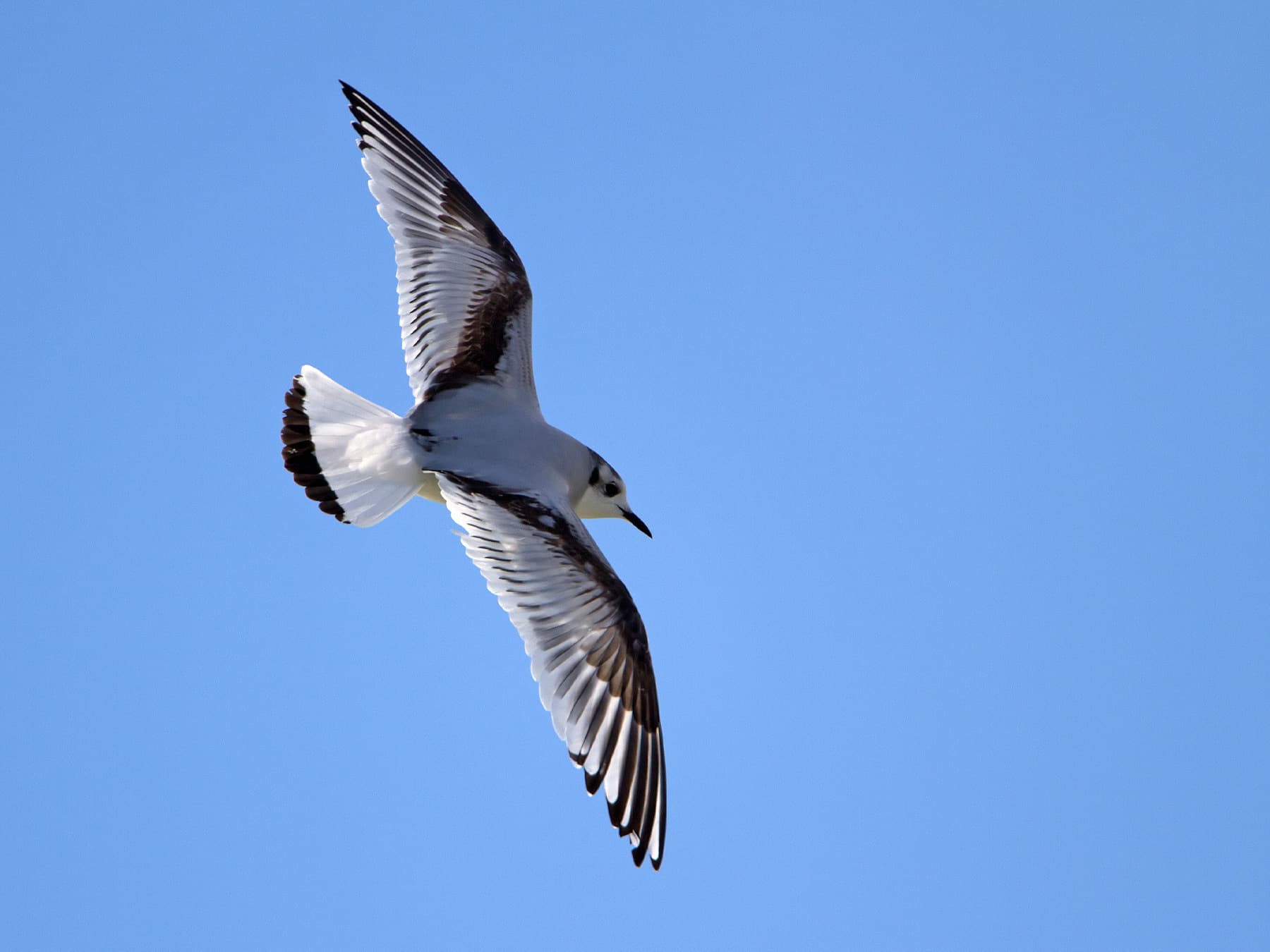 Juvenile Little Gull