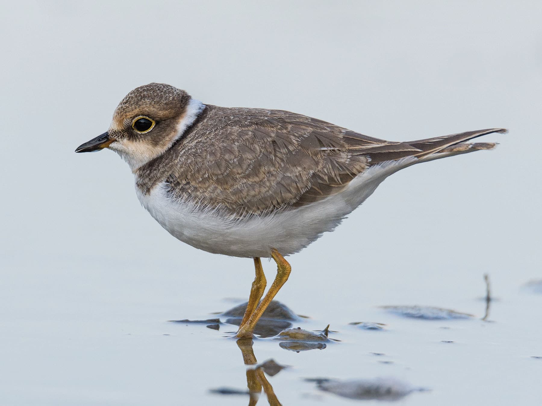 Juvenile Little Ringed Plover