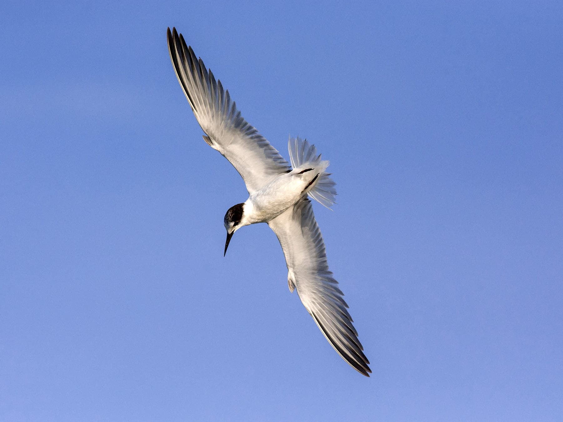 Juvenile Little Tern in-flight