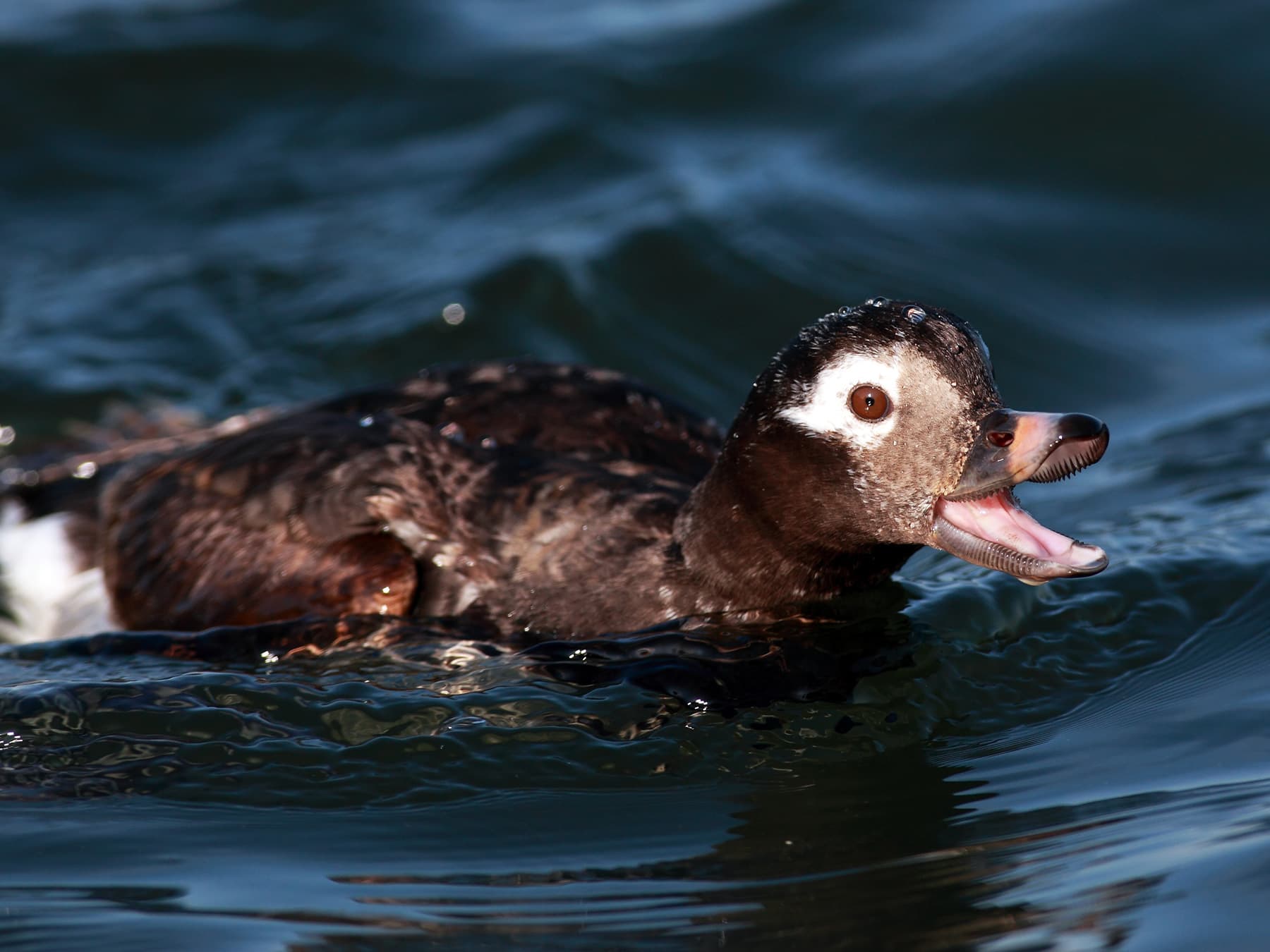 Juvenile Long-tailed Duck chattering