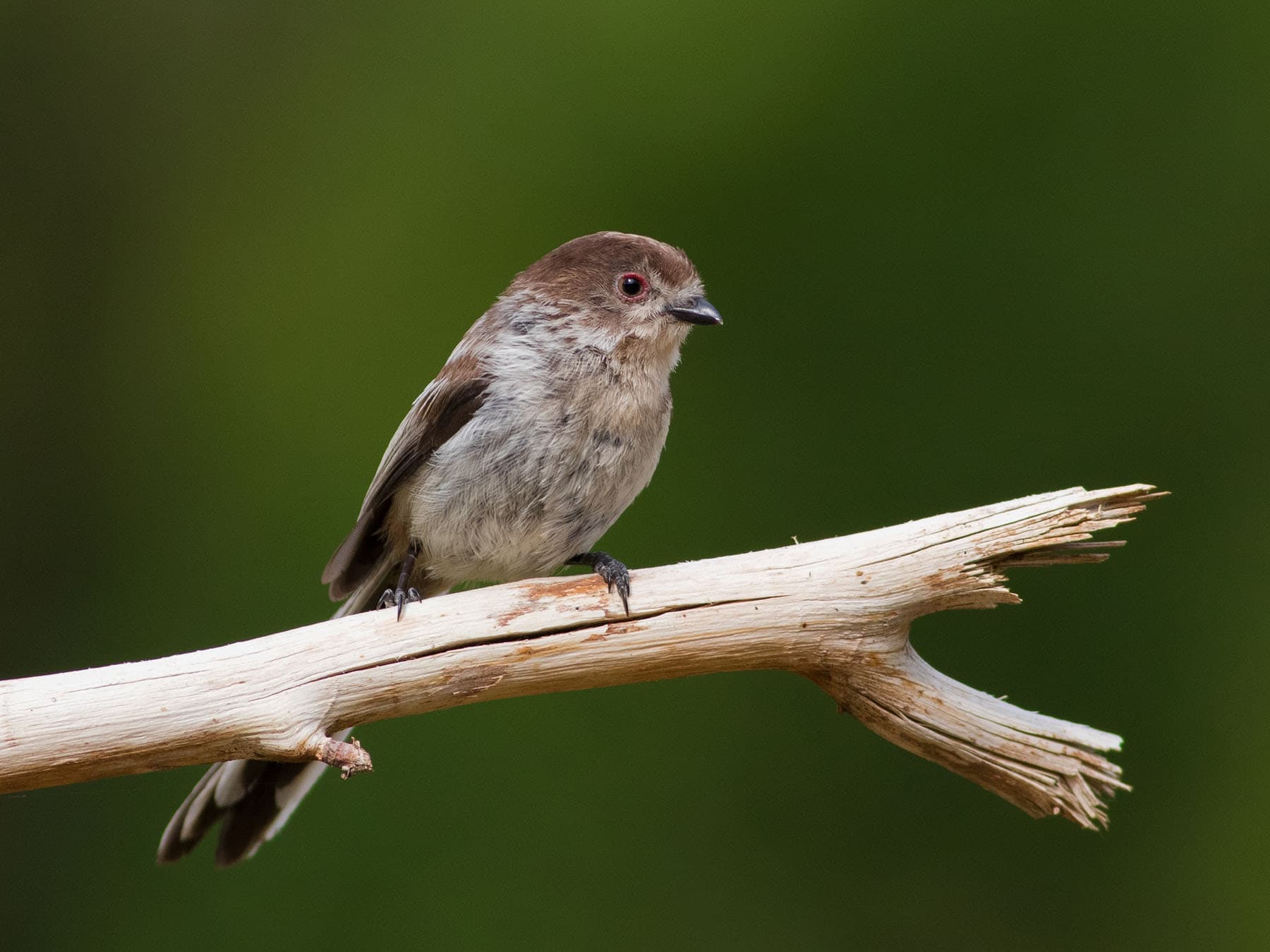 Close up of a perched juvenile Long-tailed tit