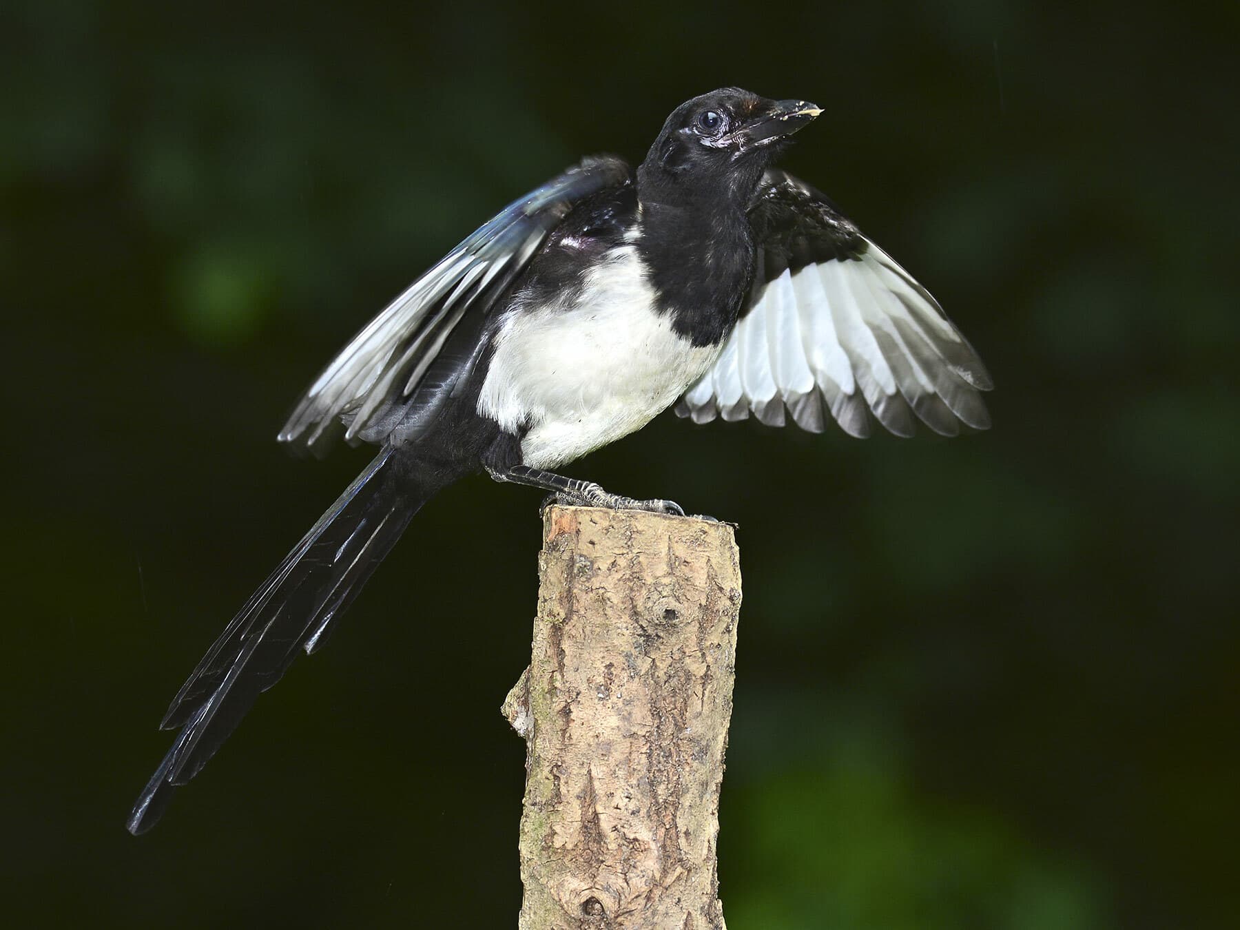Juvenile Magpie