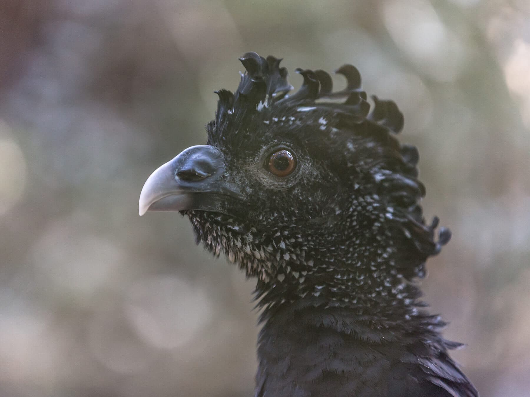 Juvenile Male Great Curassow