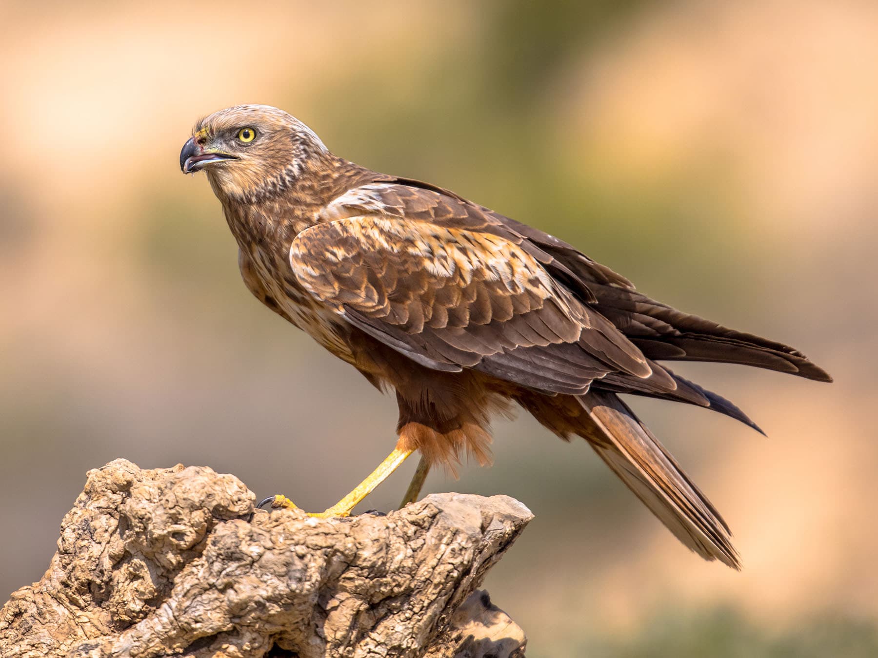 Juvenile Marsh Harrier (male)