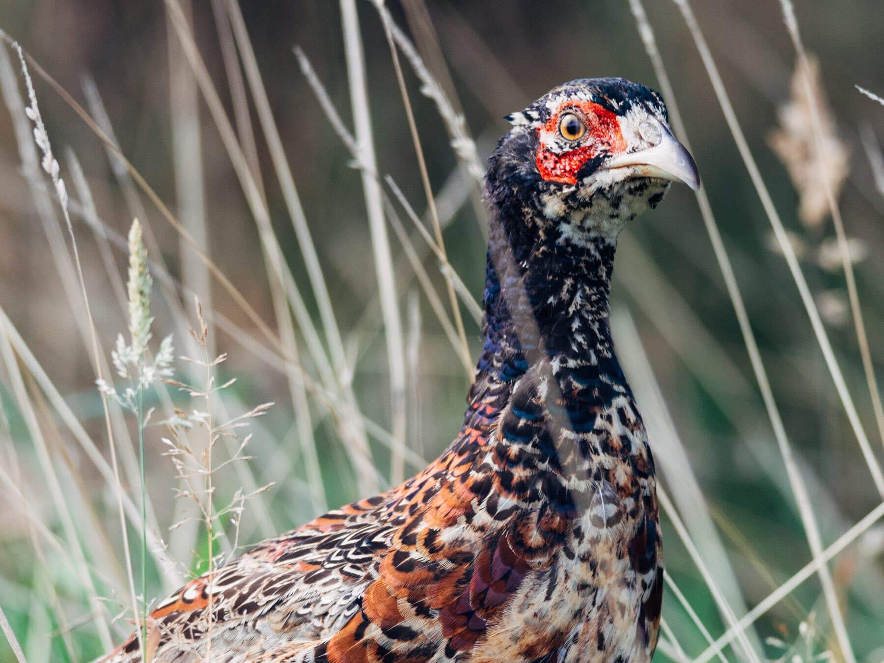 Juvenile male pheasant