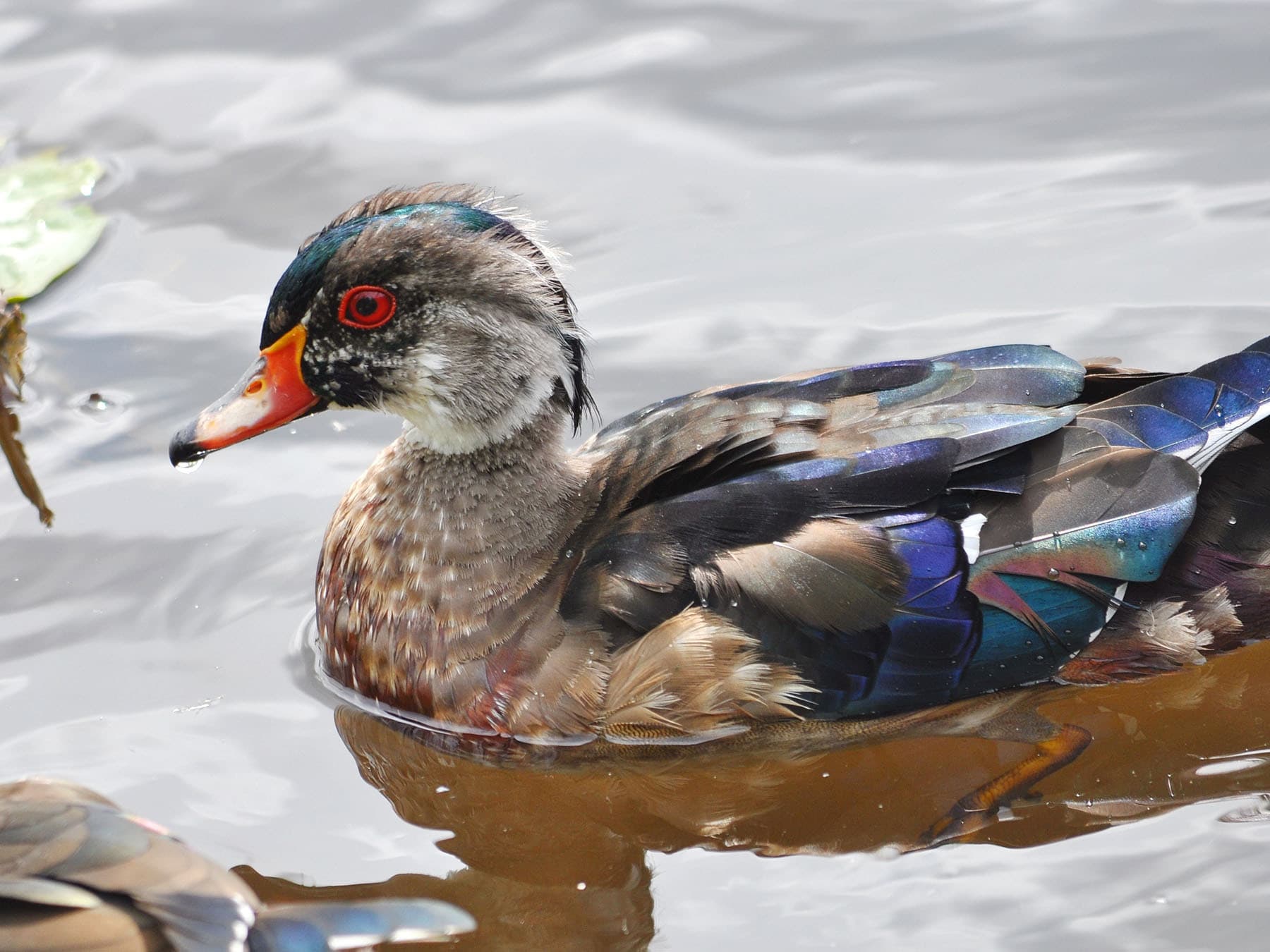 Juvenile male wood duck