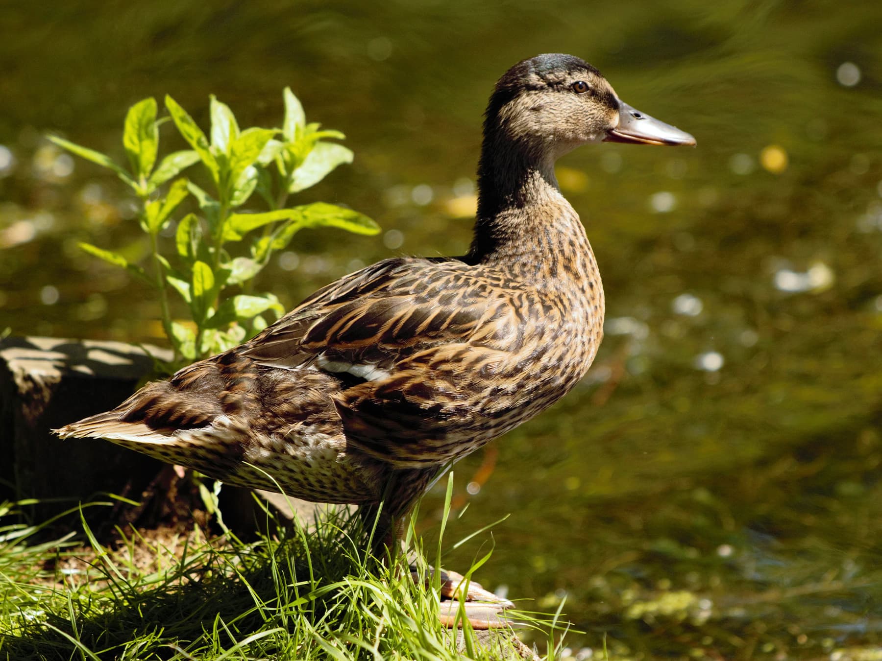 Juvenile Mallard standing on the riverbank