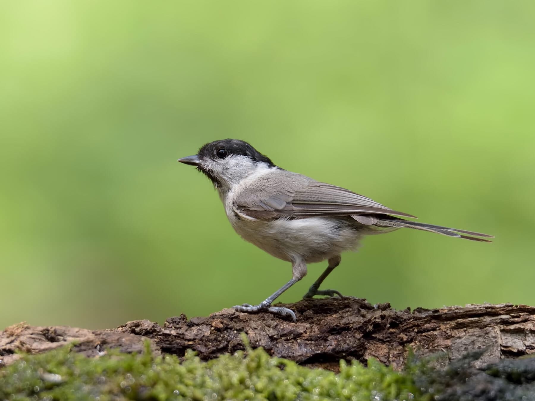 Juvenile Marsh Tit