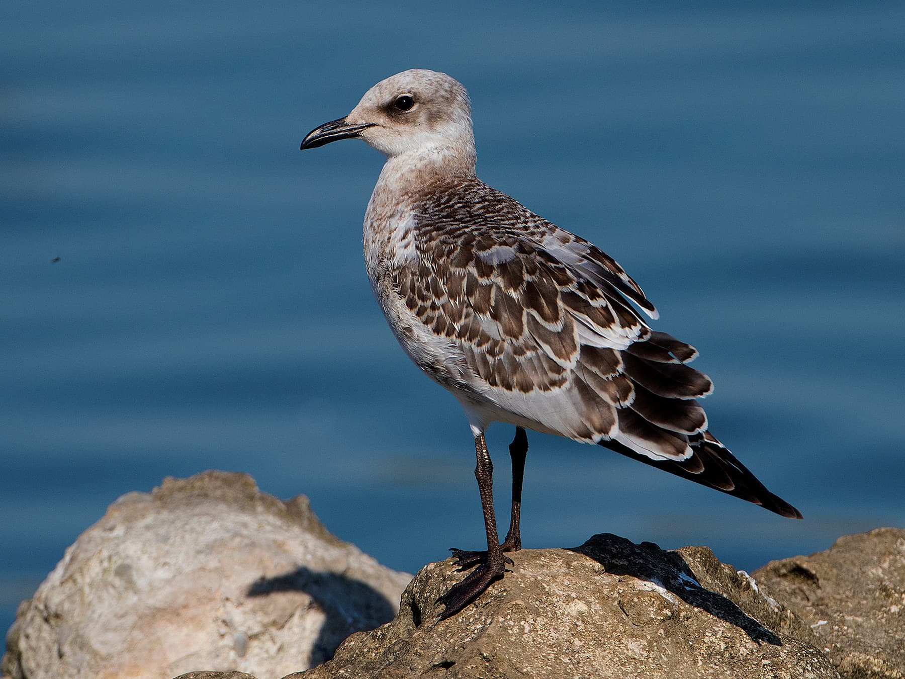Juvenile Mediterranean Gull