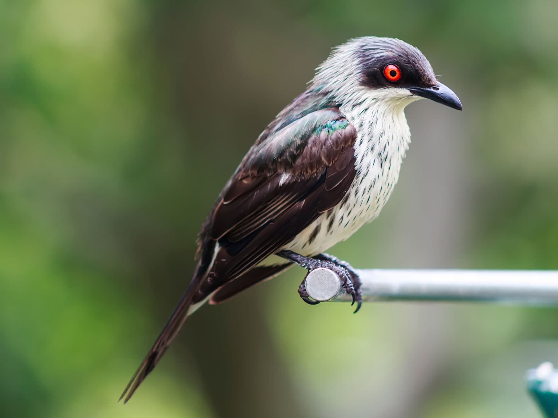 Juvenile Metallic Starling