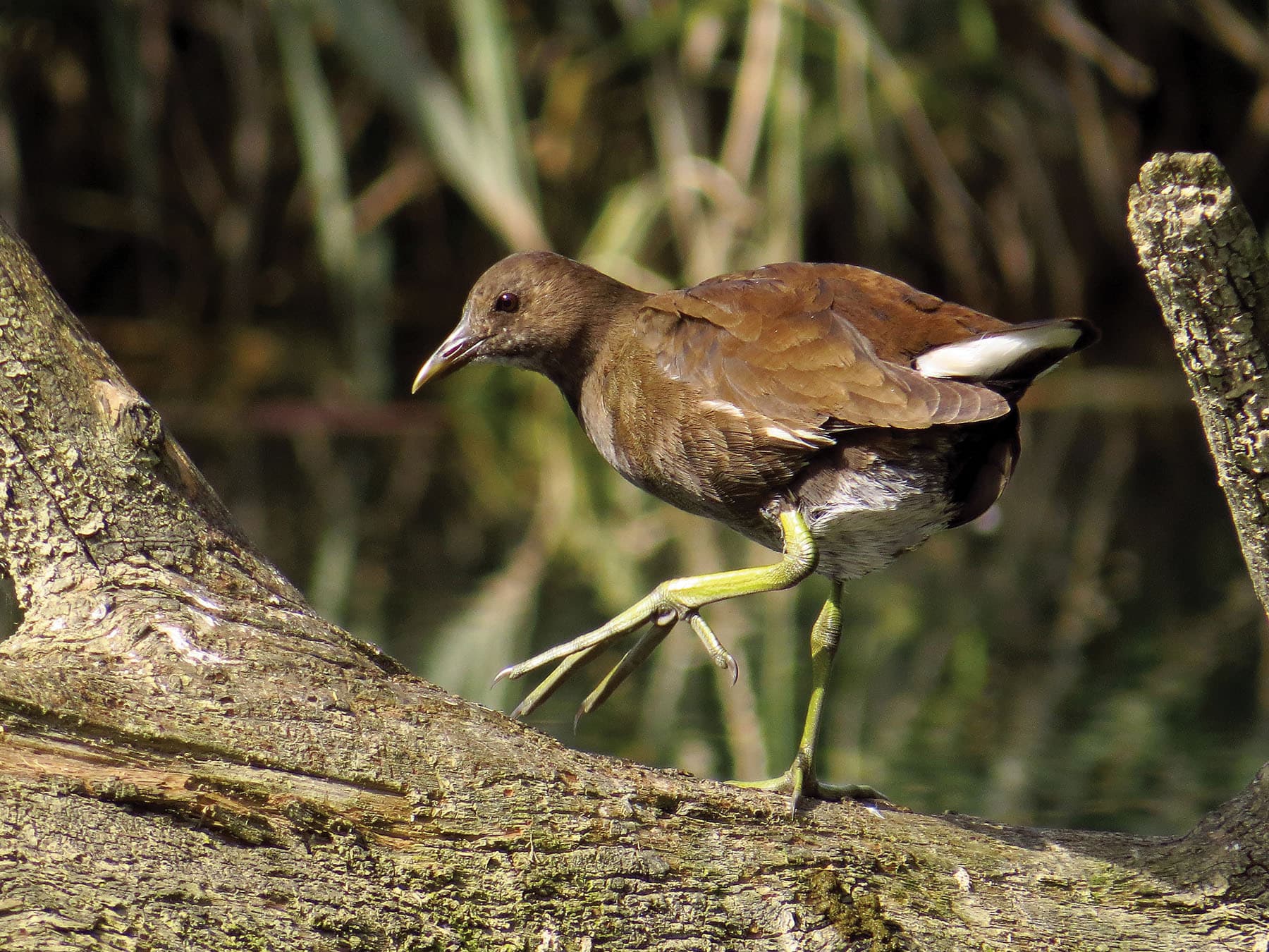 Juvenile Moorhen