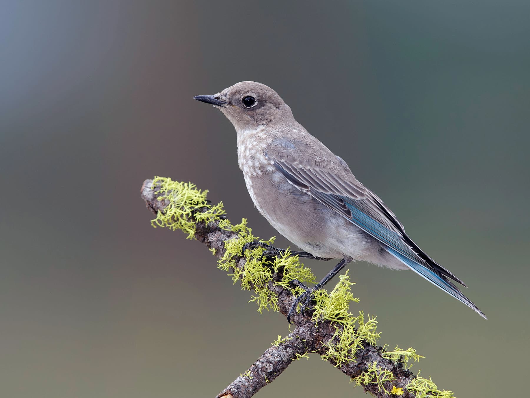 Juvenile Mountain Bluebird
