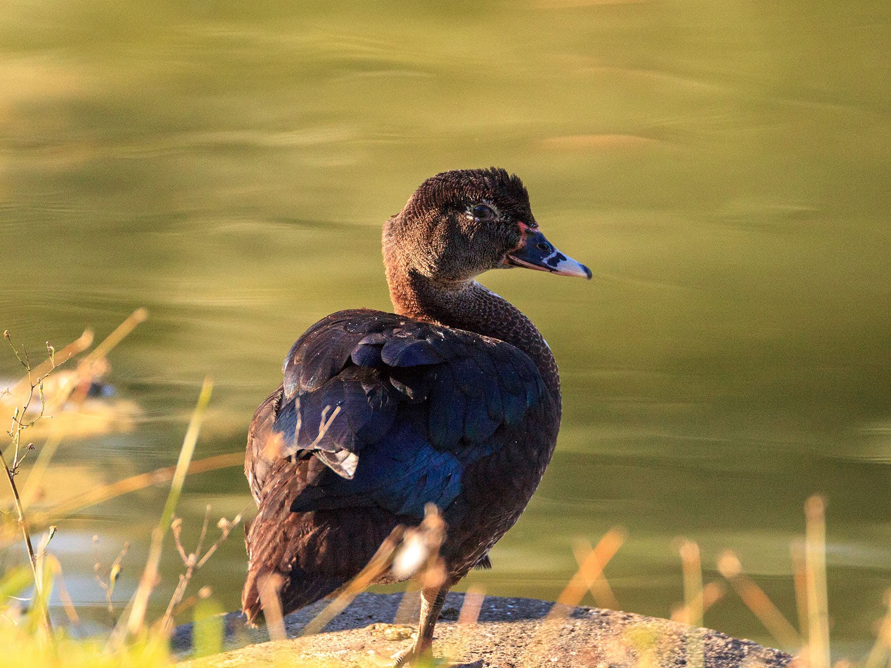 Juvenile muscovy duck