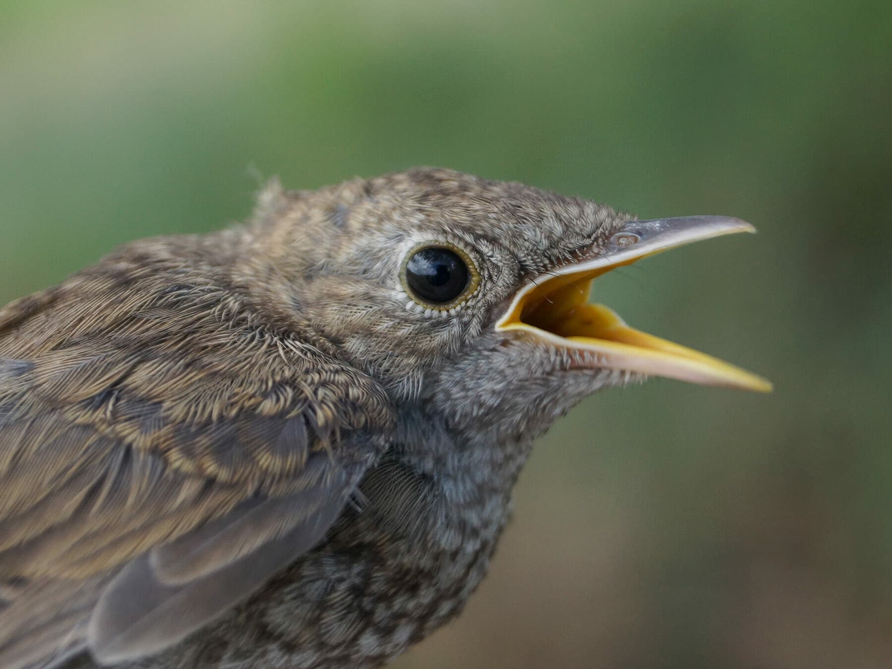 Juvenile Nightingale
